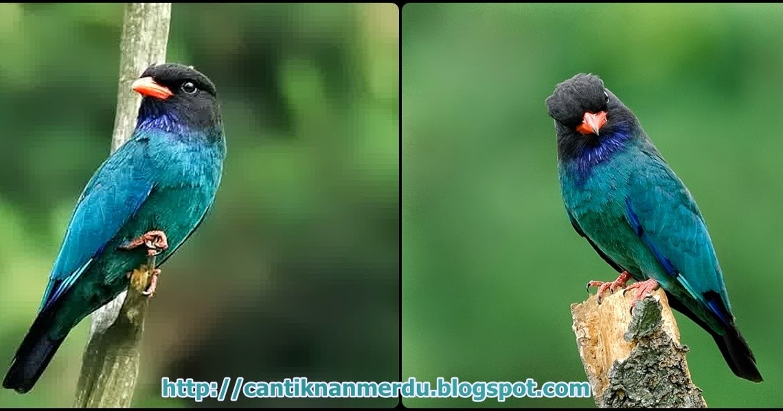 Burung Tengkek Buto Burung Masteran Yang Kian Di Buru