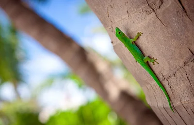 Grüner Gecko an einer Palme auf La Digue