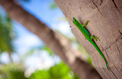 Grüner Gecko an einer Palme auf La Digue