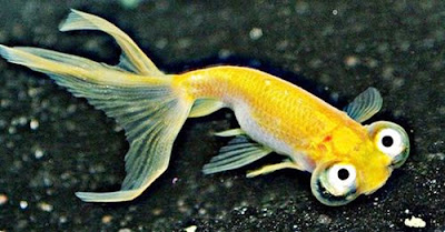 Ikan Mas Koki Choten Gan Gambar Ikan Mas Koki Choten Gan