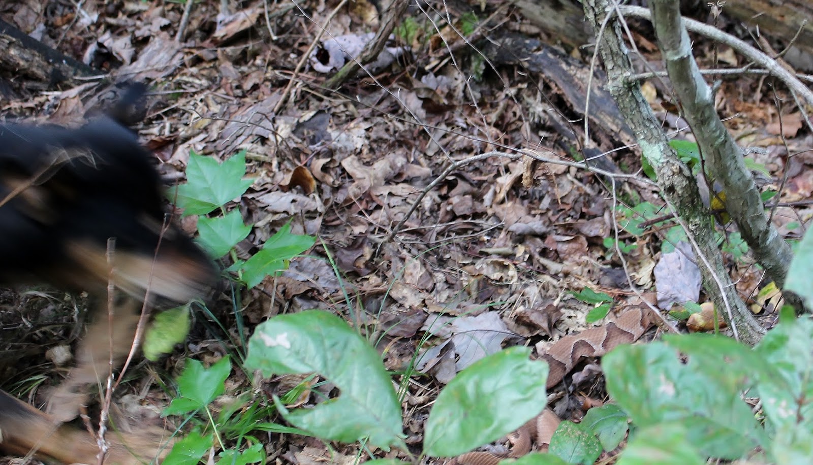 At The Farm...: WARNING: Copperhead Snake Killed