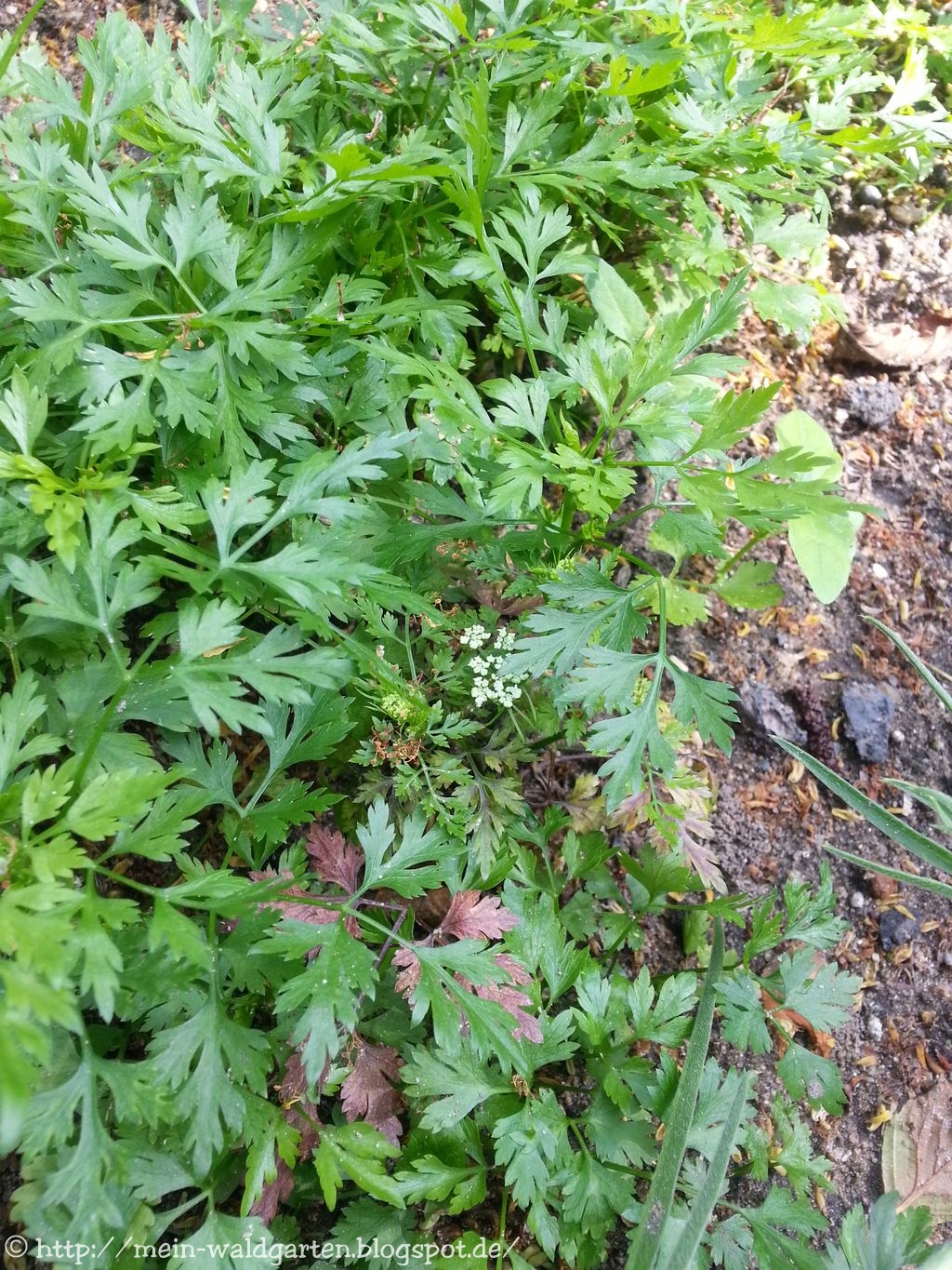 Mein Waldgarten: Hundspetersilie von glatter Petersilie SICHER unterscheiden