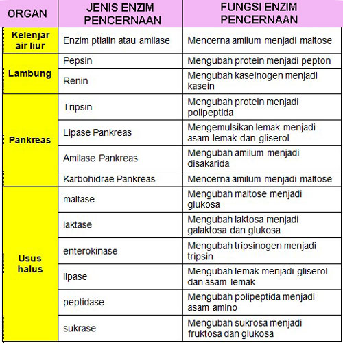 Tabel enzim pencernaan