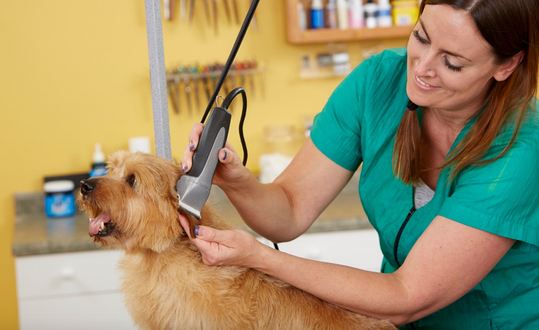 Summer Dog Grooming Tips