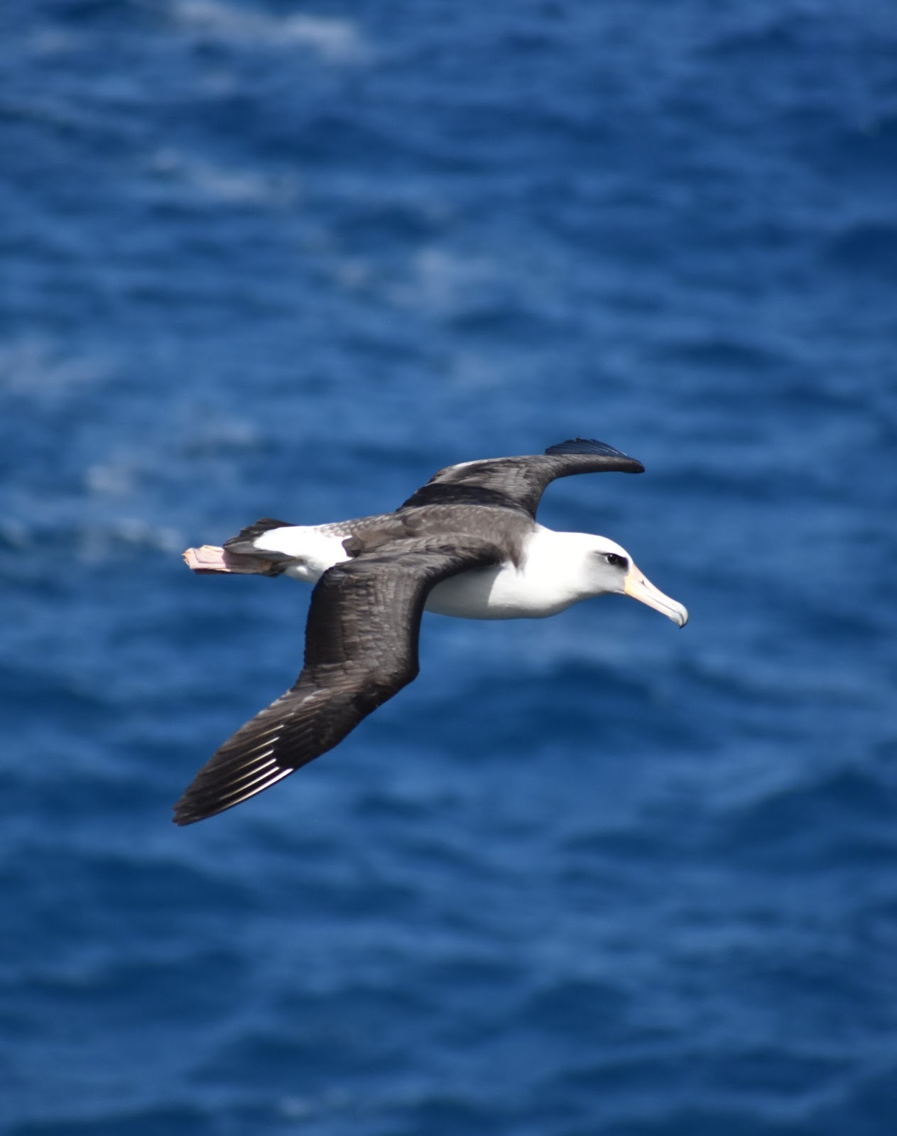 Picture of a flying albatross bird. Picture of a flying albatross bird.