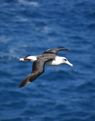 albatross flying flight animals epic wild wandering ocean indian aboutwildanimals bird birds qualities amazing nested transmitters southwestern scientists fitted six
