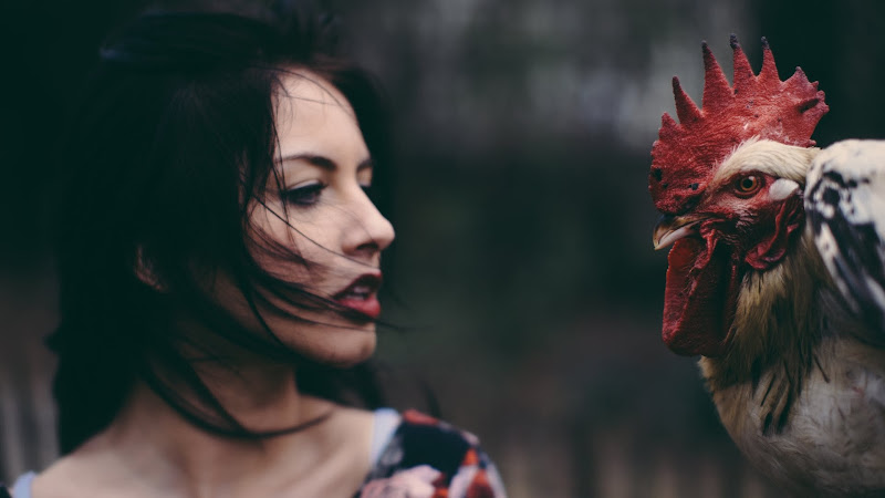 Lady and the Rooster HD