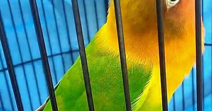 10 Cara Mengatasi Lovebird Suka Merambat Saat Ngekek