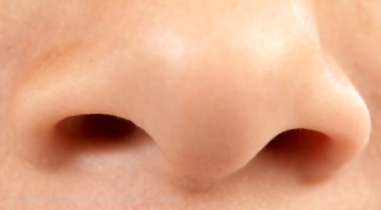 Manfaat Lubang Hidung Manfaat Lubang Hidung