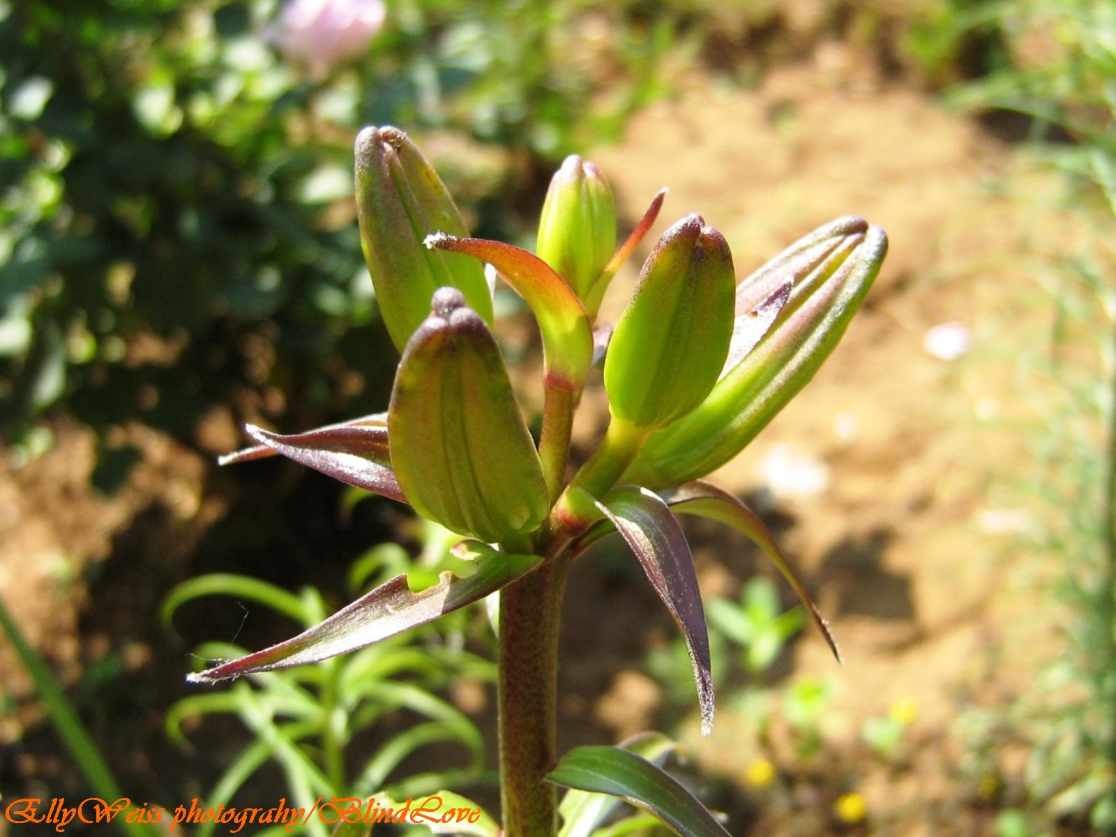 Blind Love: Crinul imperial (Lilium regale)