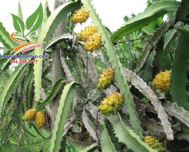 Thanh long vàng Malaysia trồng chậu cực đẹp 6a608cae748e96d0cf9f_result