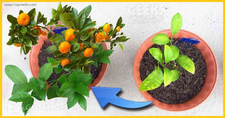 how-to-make-plants-grow-faster افكار-للعناية-بالنباتات