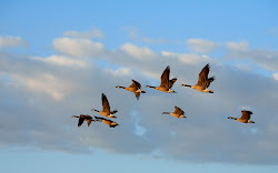 geese flying formation goose birds flight collective teamwork bird together skein morning story canadian nouns south wild team quotes close