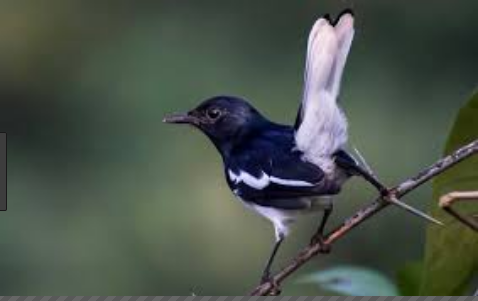 Cara Memandikan Burung Kacer Yang Baik Agar Cepat Jinak Dan Gacor