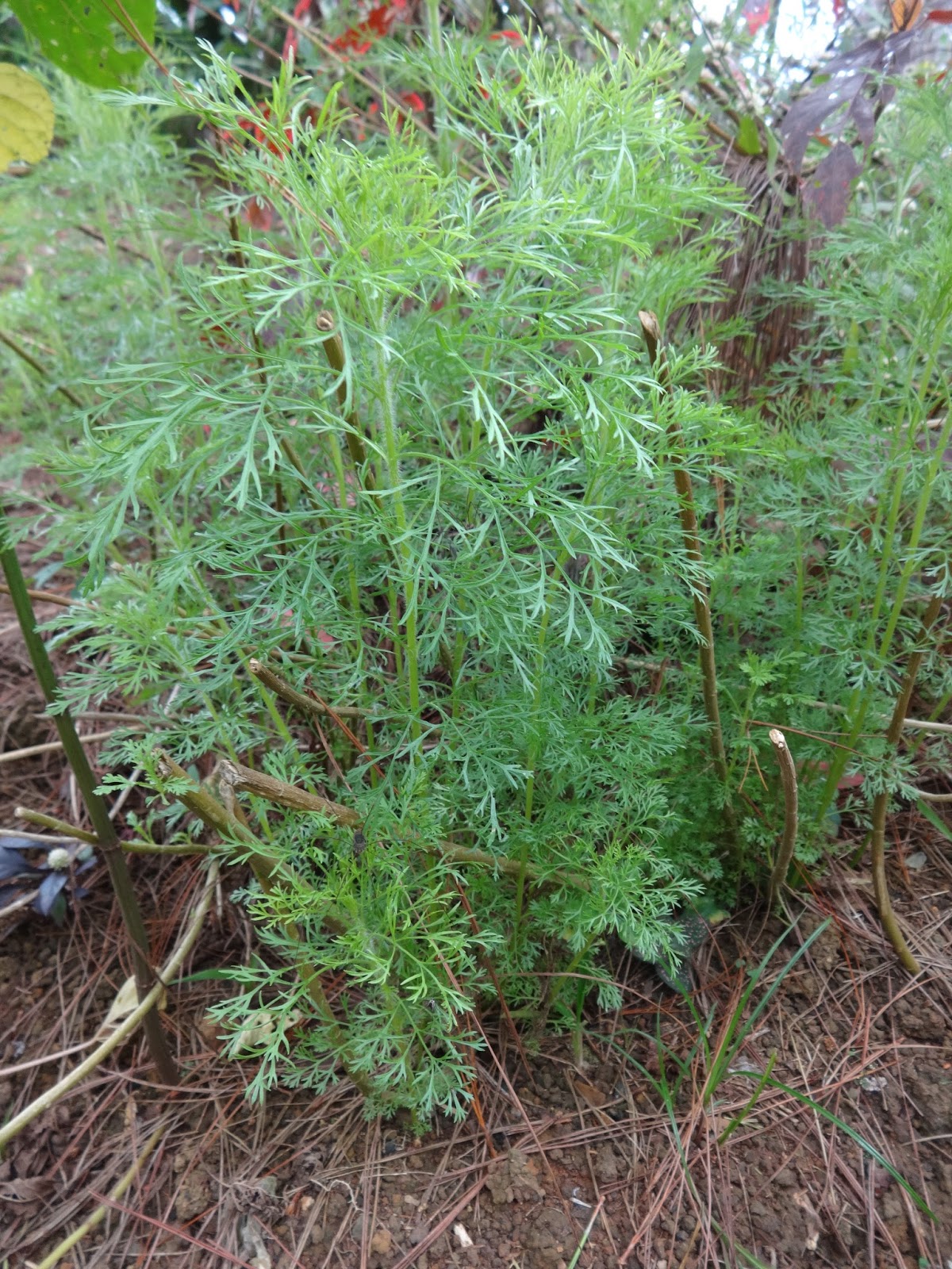 Herbs from Distant Lands Eupatorium capillifolium