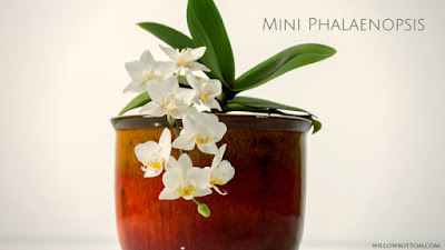 orchids for the non green thumb orchids