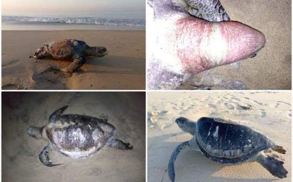 FOTOS: Aparecen 101 tortugas marinas muertas en guerrero Mexico. FOTOS: Aparecen 101 tortugas marinas muertas en guerrero Mexico.