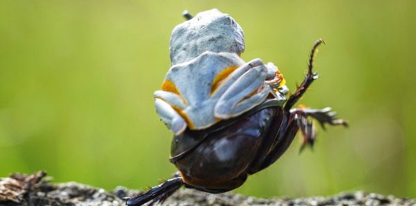 Watch this Cowboy Frog have fun riding a Beetle via geniushowto.blogspot.com the flying frog takes off the cowboy way while sticking his one hand in the air just like a cowboy while riding the beetle