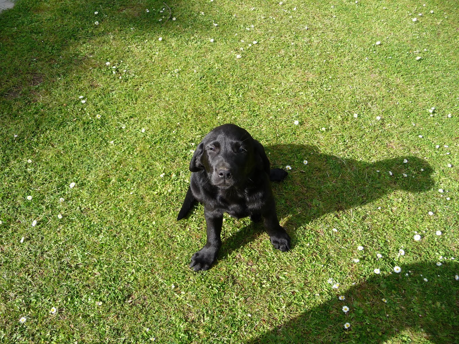 Salmon Fishing Scotland. Salmon Fishing Scotland Black Male Labrador