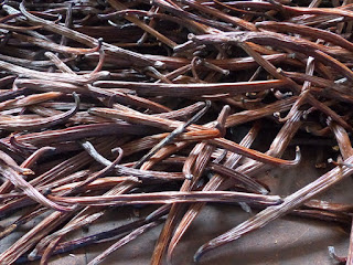 Vanilla planifolia - Vanillier - Vanille Vanilla planifolia - Vanillier - Vanille
