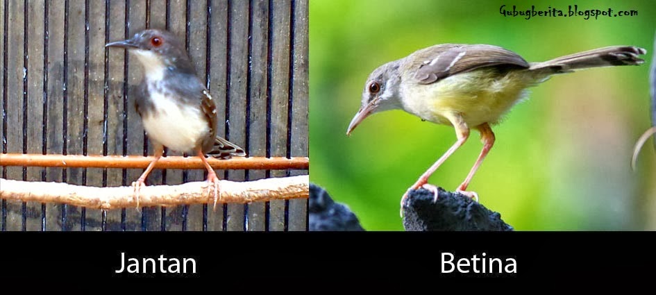 indo kicau mania KUMPULAN FOTO PERBEDAAN JANTANBETINA