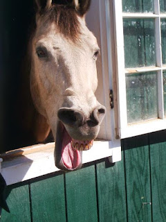 Even the horse thought it was funny!