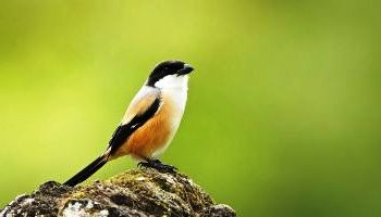 Cara Membedakan Burung Pentet Cendet Jantan Dan Betina Beserta