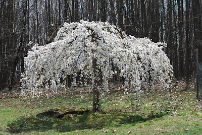 Caring for a white weeping cherry tree white, weeping cherry tree