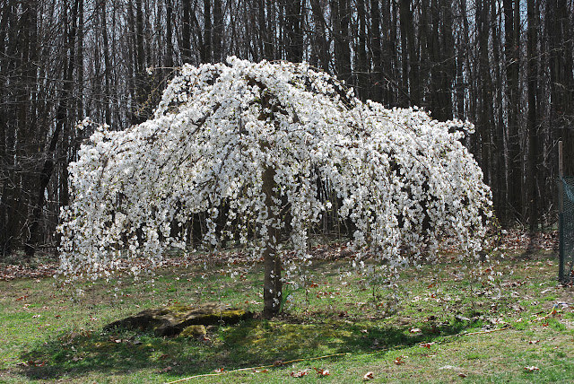 Caring for a white weeping cherry tree white, weeping cherry tree