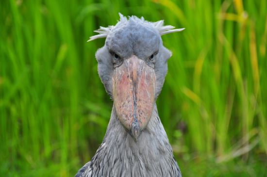 shoebill mac emulator