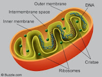 Labelled Diagram Of Mitochondria Labelled Diagram Of Mitochondria