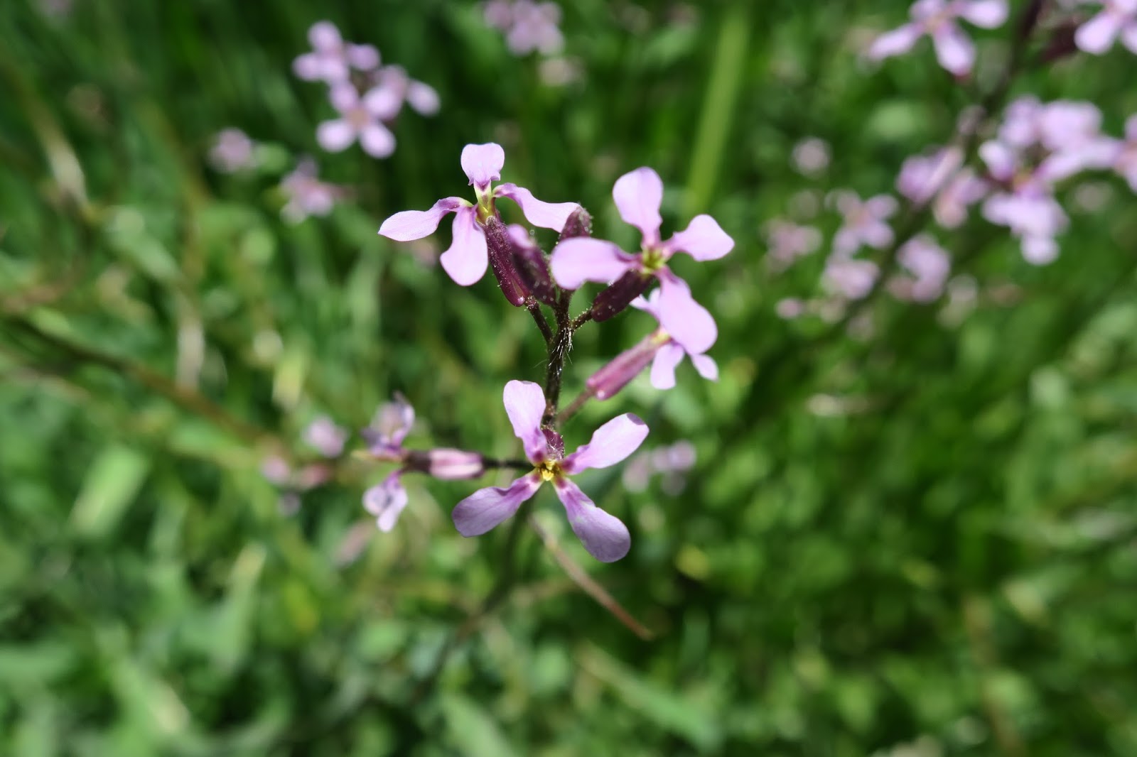 Living Rootless Colorado Longmont Roger's Grove Nature Area
