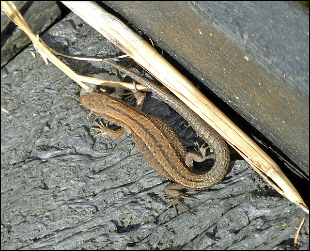 Wild and Wonderful: September 2015