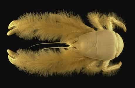 Kiwaidae (Yetti Crab) Binatang Aneh Didunia Yang Dikira Hoax