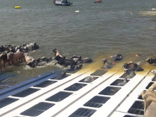 Resultado de imagem para Navio Haidar, despejou sobre a praia mais de 400 bois mortos.