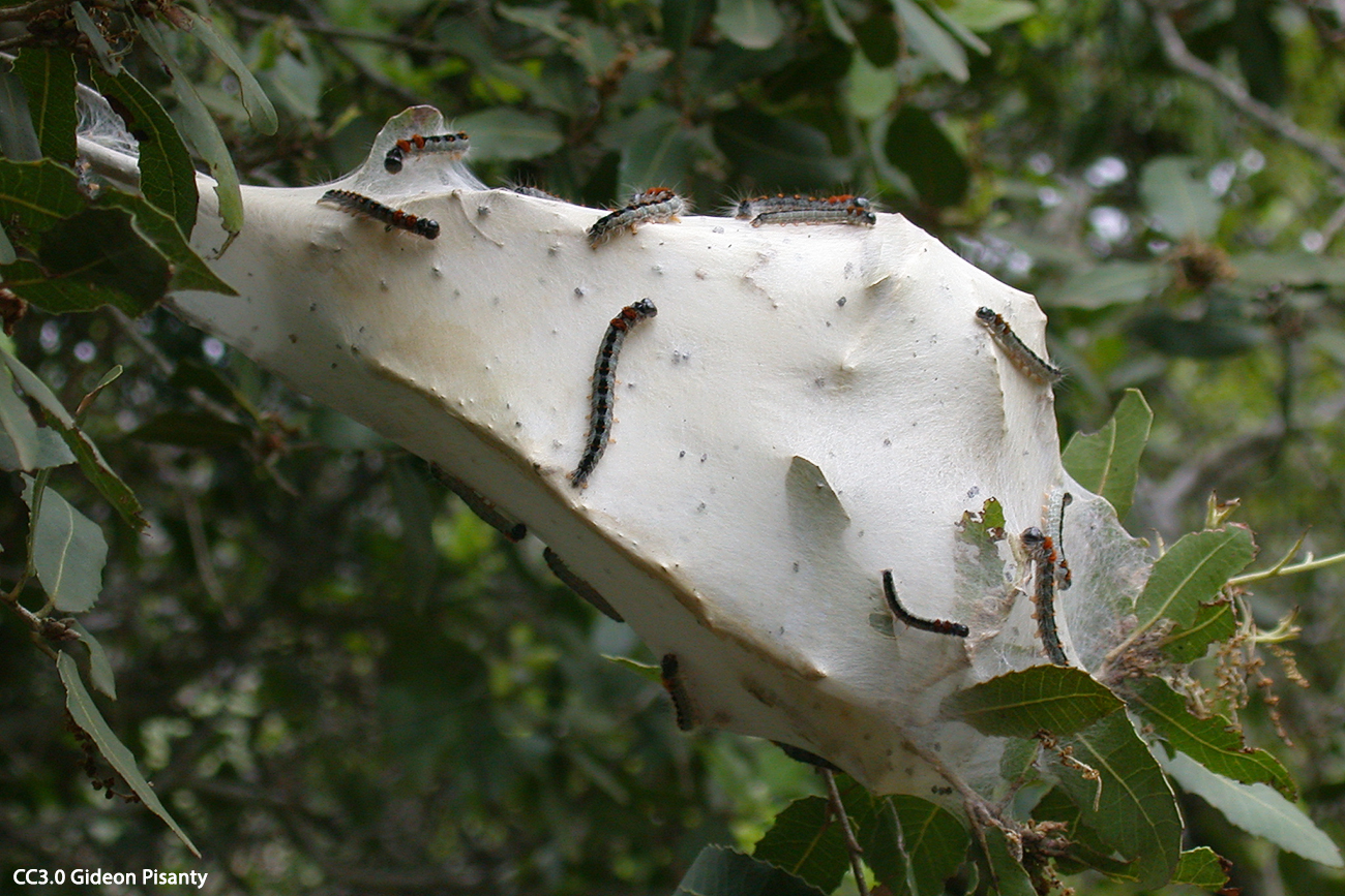 Eriogaster philippsi