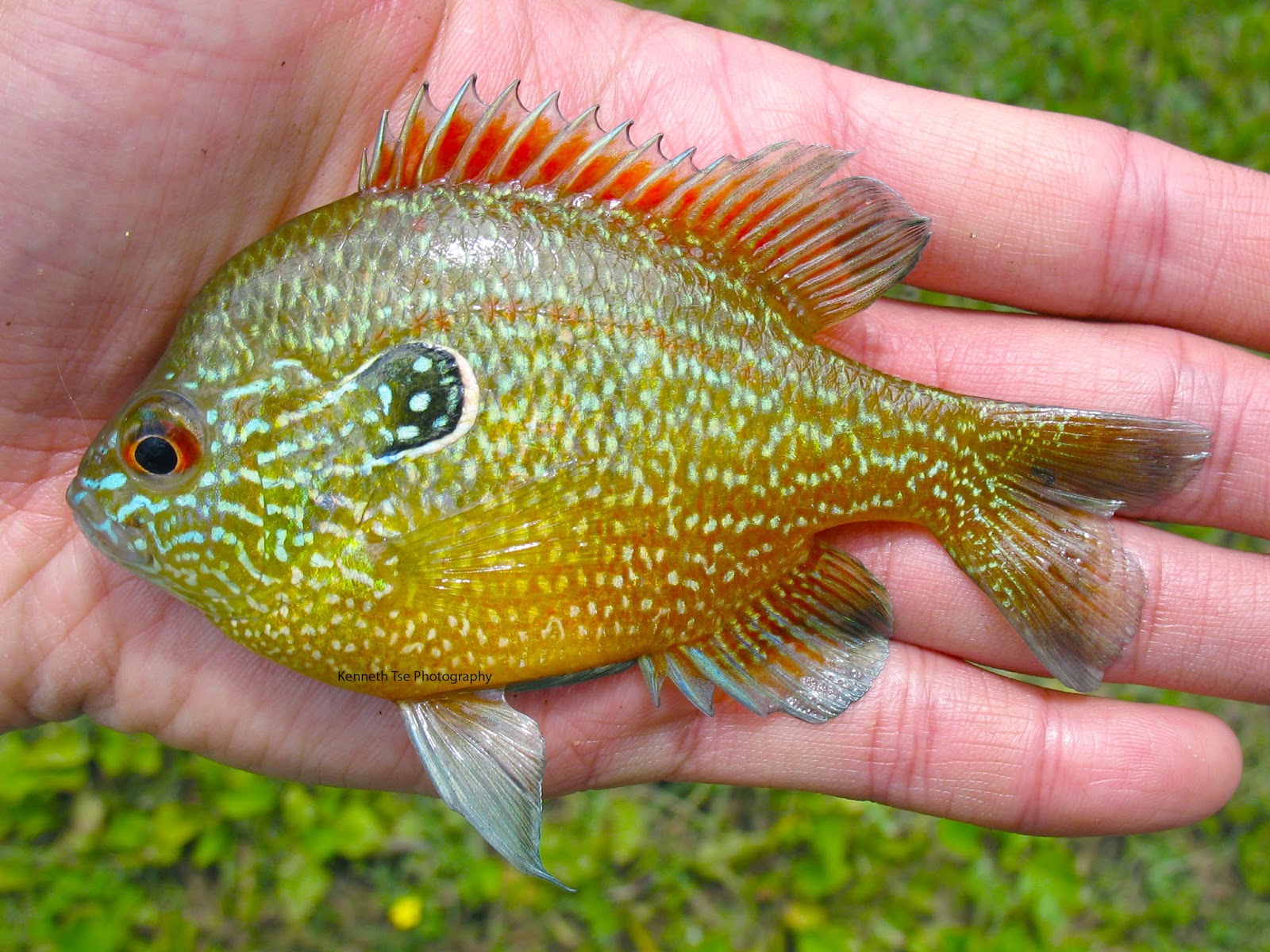 What is the difference between a bluegill and a sunfish?