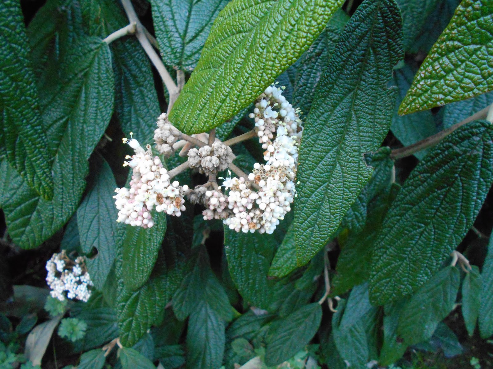 The flowers of this Leatherleaf Viburnum are not really at their best. 
