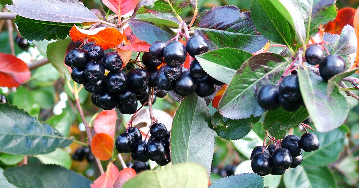 aronia saft recept