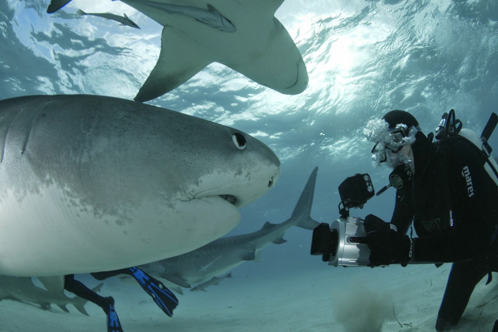 Ocean Adventurer by Dr Gerald Goeden: SWIMMING WITH TIGER SHARKS