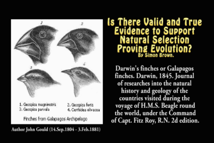 Is There Valid and True Evidence to Support Natural Selection Proving Evolution? By Simon Brown.
