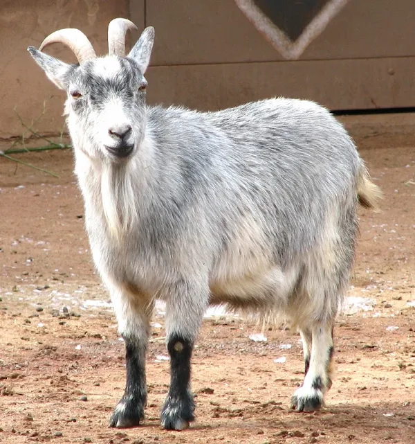 Raising Pygmy Goat pygmy goats, raising pygmy goats, pygmy goat housing, pygmy goat feeding, pygmy goat fencing