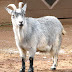 Dairy Goat Care
