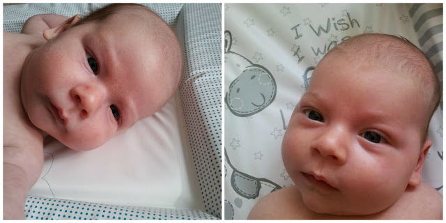 brothers at 6 weeks, looks like big brother, brothers look alike