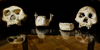 1.8M-year-old skull gives glimpse of our evolution 1.8M-year-old skull gives glimpse of our evolution