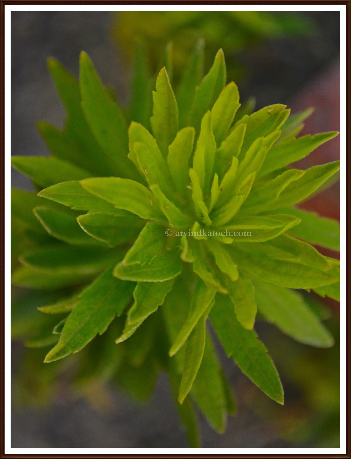 Beauty of an unwanted Plant (Picture taken from Top)