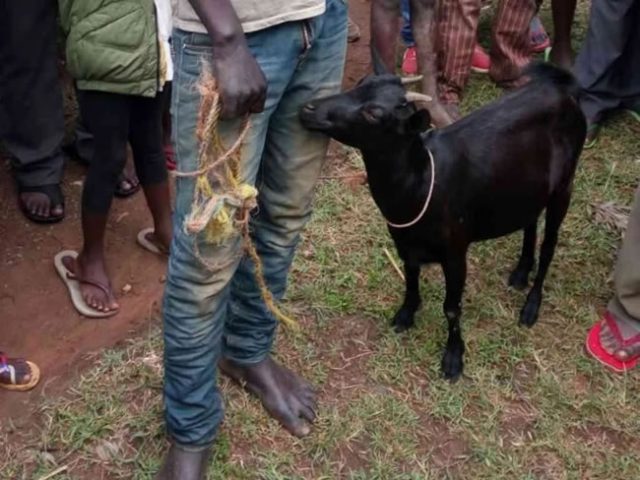 Ditolak Wanita Pemuda Paksa Seekor Kambing