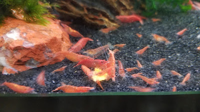 Red cherry shrimp swarming around food