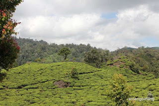 situ patengan ciwidey bandung