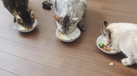 並んで猫用おせちを食べる猫たち
